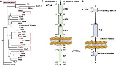 CD95 Structure, Aggregation and Cell Signaling